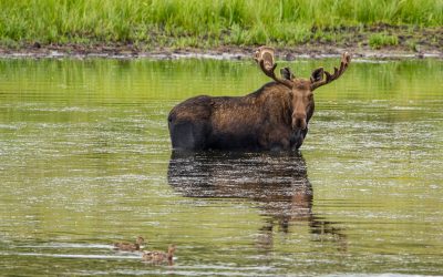 Rocky Mountain Moose Experience